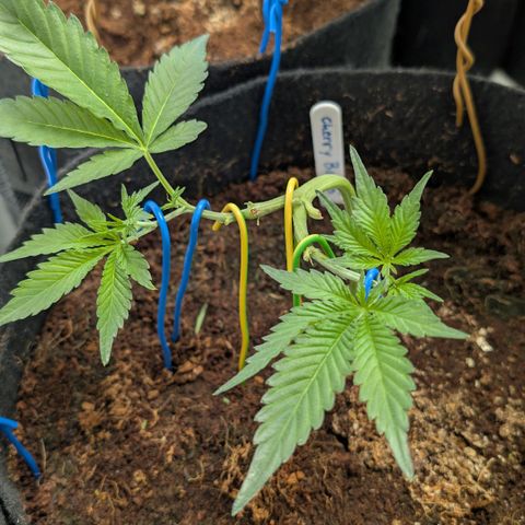Cherry Bacio  growlog timeline photo