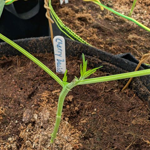 Cherry Bacio  growlog timeline photo