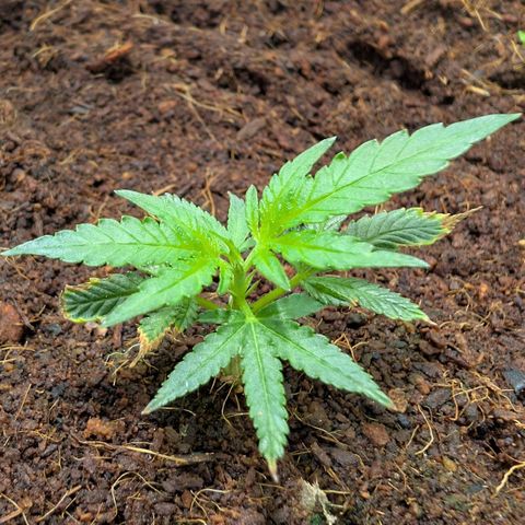 Cherry Bacio  growlog timeline photo