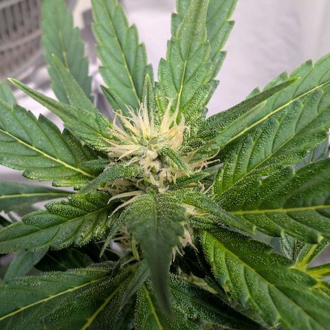Papaya Cookies Auto  growlog timeline photo