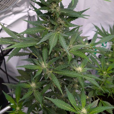 Papaya Cookies Auto  growlog timeline photo