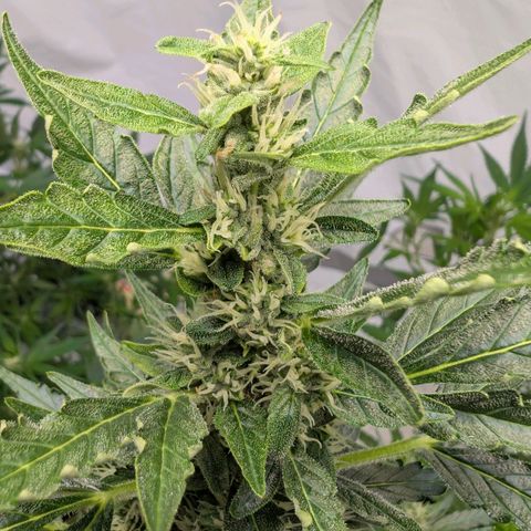 Gorilla Zkittlez Auto growlog timeline photo