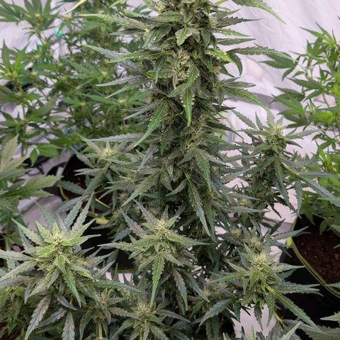 Gorilla Zkittlez Auto growlog timeline photo