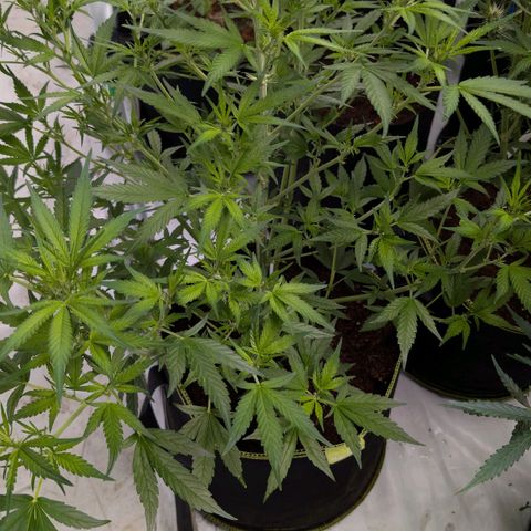 Nama's Threesome #3 growlog timeline photo