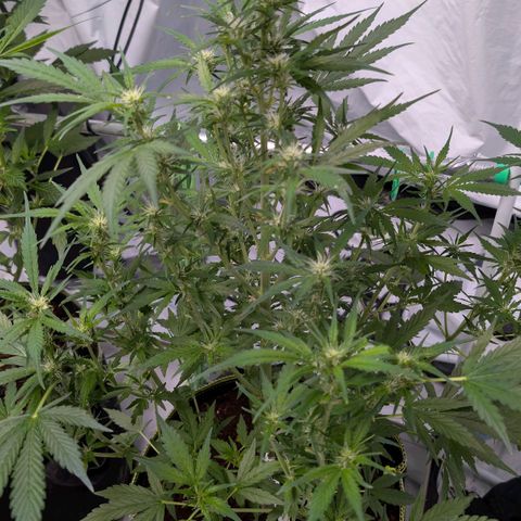 Nama's Threesome #2 growlog timeline photo