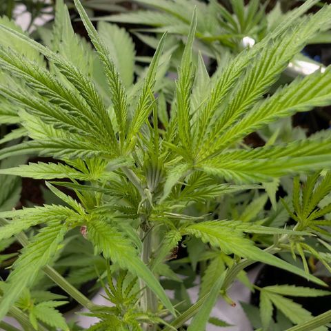 Citrus Fuel (Semi) Automatic growlog timeline photo
