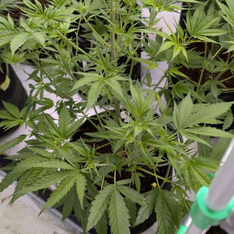 Citrus Fuel (Semi) Automatic growlog timeline photo