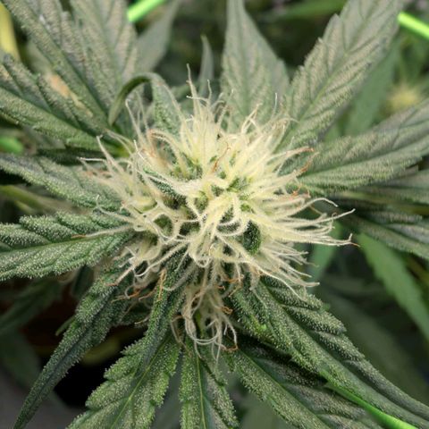 Mimosa Sunrise XXL Automatik  growlog timeline photo