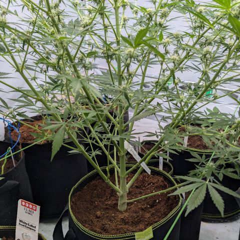 Mimosa Sunrise XXL Automatik  growlog timeline photo