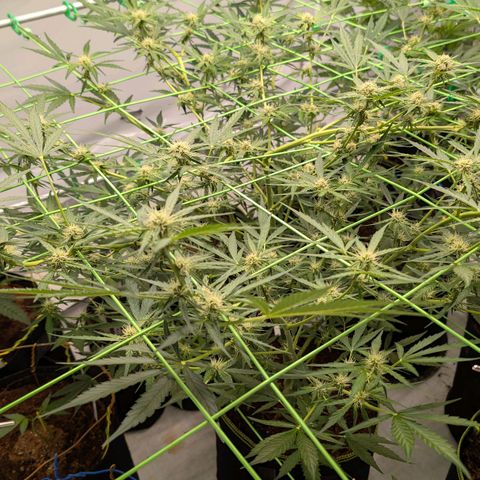 Mimosa Sunrise XXL Automatik  growlog timeline photo