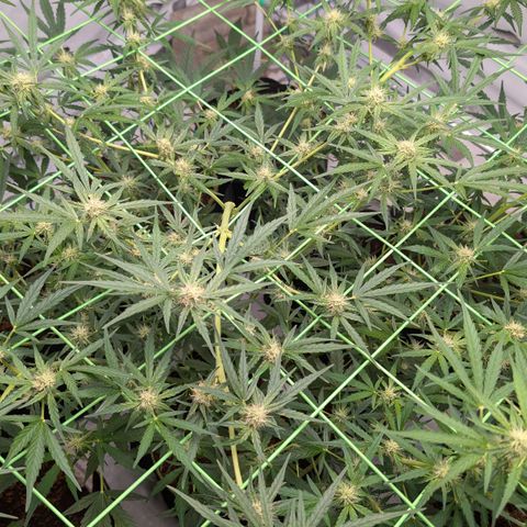 Mimosa Sunrise XXL Automatik  growlog timeline photo