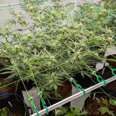 Mimosa Sunrise XXL Automatik  growlog timeline photo