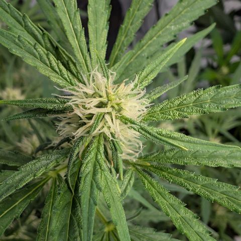 Blueberry Candiez growlog timeline photo