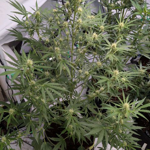 Blueberry Candiez growlog timeline photo