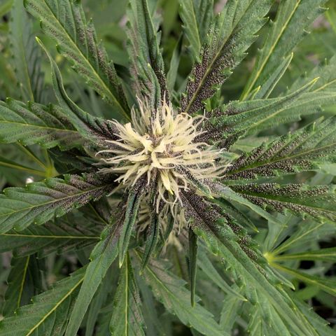 Nama's Threesome #1 growlog timeline photo