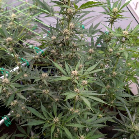 Nama's Threesome #1 growlog timeline photo