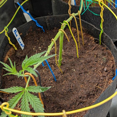 Blue Sunset  growlog timeline photo