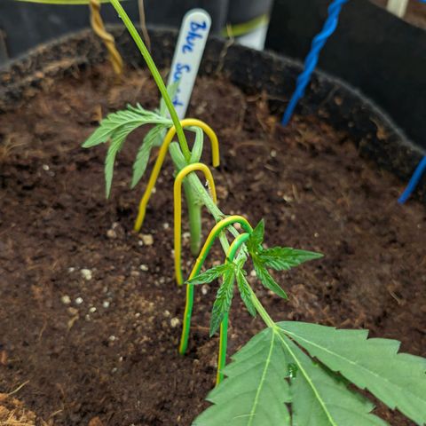 Blue Sunset  growlog timeline photo