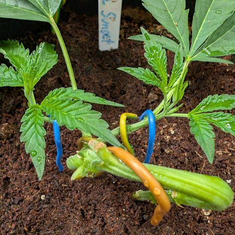 Blue Sunset  growlog timeline photo