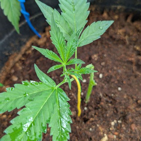 Blue Sunset  growlog timeline photo