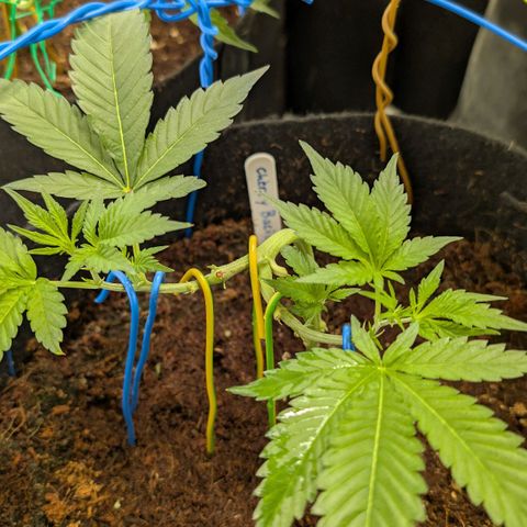 Cherry Bacio  growlog timeline photo