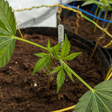 Cherry Bacio  growlog timeline photo