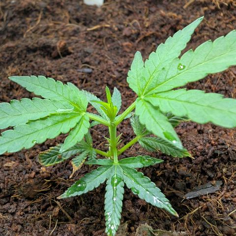 Cherry Bacio  growlog timeline photo