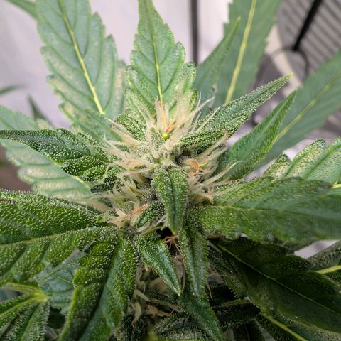 Papaya Cookies Auto  growlog timeline photo