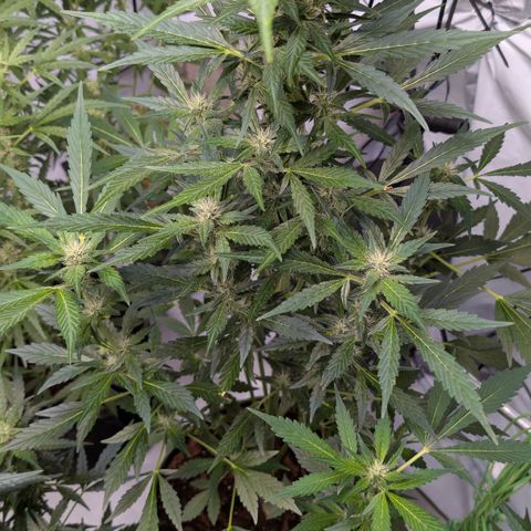 Papaya Cookies Auto  growlog timeline photo