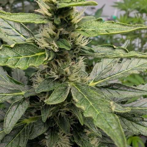 Gorilla Zkittlez Auto growlog timeline photo