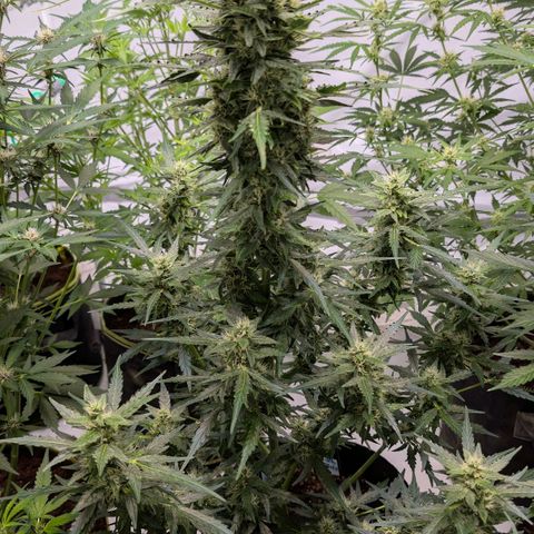 Gorilla Zkittlez Auto growlog timeline photo