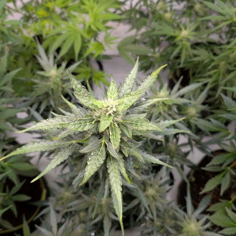 Gorilla Zkittlez Auto growlog timeline photo