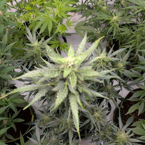 Gorilla Zkittlez Auto growlog timeline photo