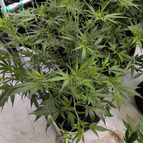 Nama's Threesome #3 growlog timeline photo
