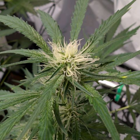 Nama's Threesome #2 growlog timeline photo