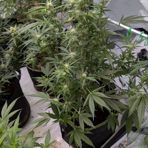Nama's Threesome #2 growlog timeline photo