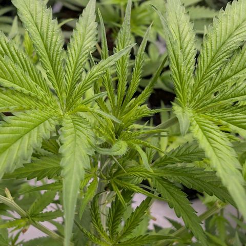 Citrus Fuel (Semi) Automatic growlog timeline photo