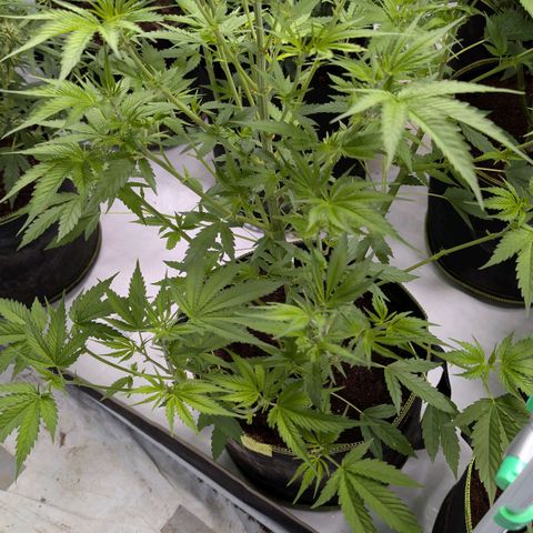 Citrus Fuel (Semi) Automatic growlog photo: Immer noch keine Buds 