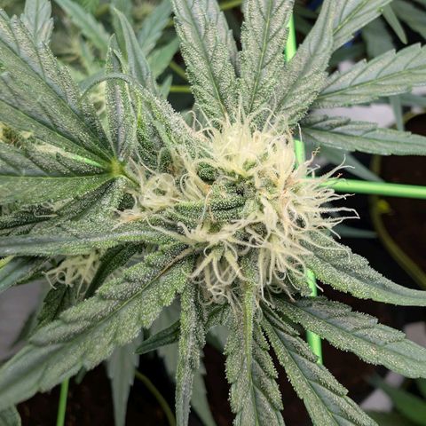Mimosa Sunrise XXL Automatik  growlog timeline photo