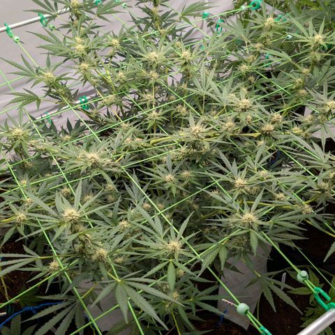 Mimosa Sunrise XXL Automatik  growlog timeline photo
