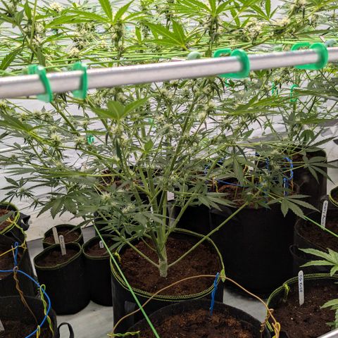 Mimosa Sunrise XXL Automatik  growlog timeline photo