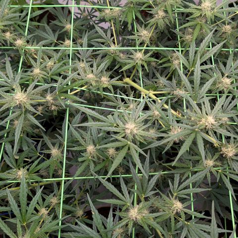Mimosa Sunrise XXL Automatik  growlog timeline photo
