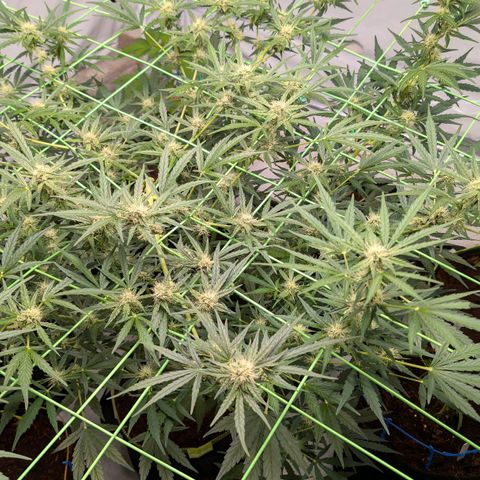 Mimosa Sunrise XXL Automatik  growlog timeline photo
