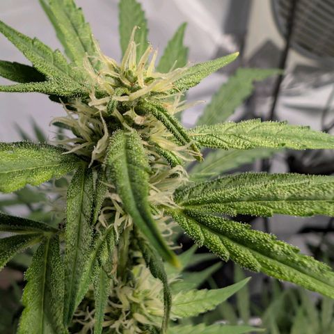Blueberry Candiez growlog timeline photo
