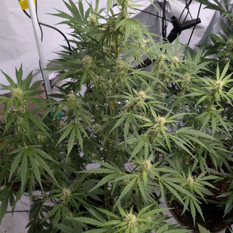 Blueberry Candiez growlog timeline photo
