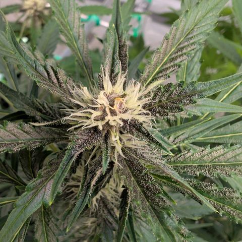 Nama's Threesome #1 growlog timeline photo