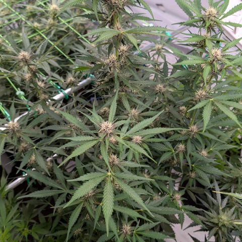 Nama's Threesome #1 growlog timeline photo