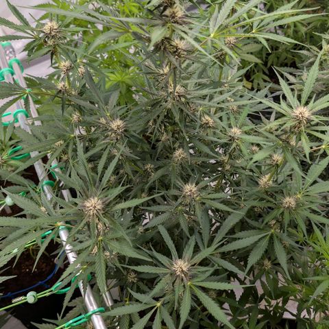 Nama's Threesome #1 growlog timeline photo