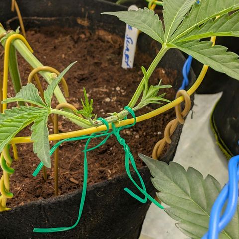 Blue Sunset  growlog timeline photo