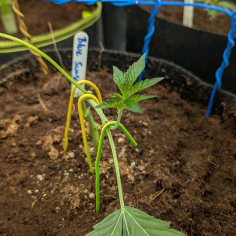 Blue Sunset  growlog timeline photo